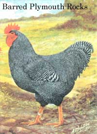 
Heritage chicken breed: Barred Plymouth Rocks.
